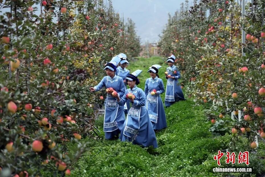 四川茂县:苹果产业助力乡村振兴