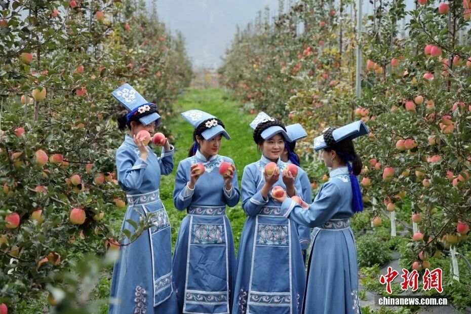 四川茂县:苹果产业助力乡村振兴