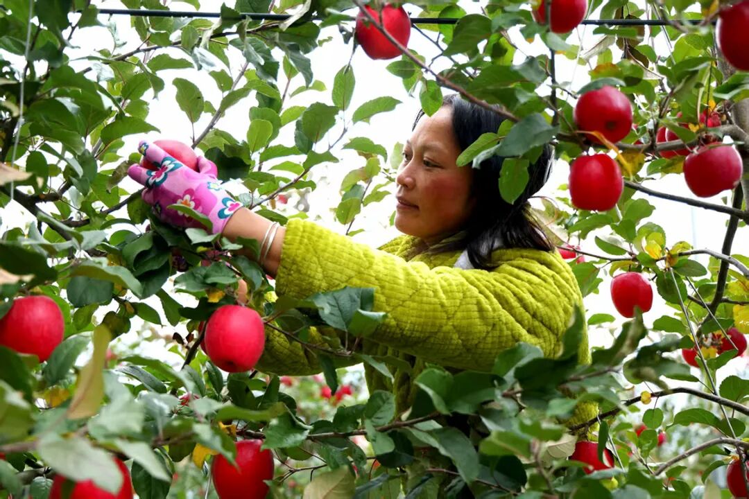 四川茂县:苹果产业助力乡村振兴
