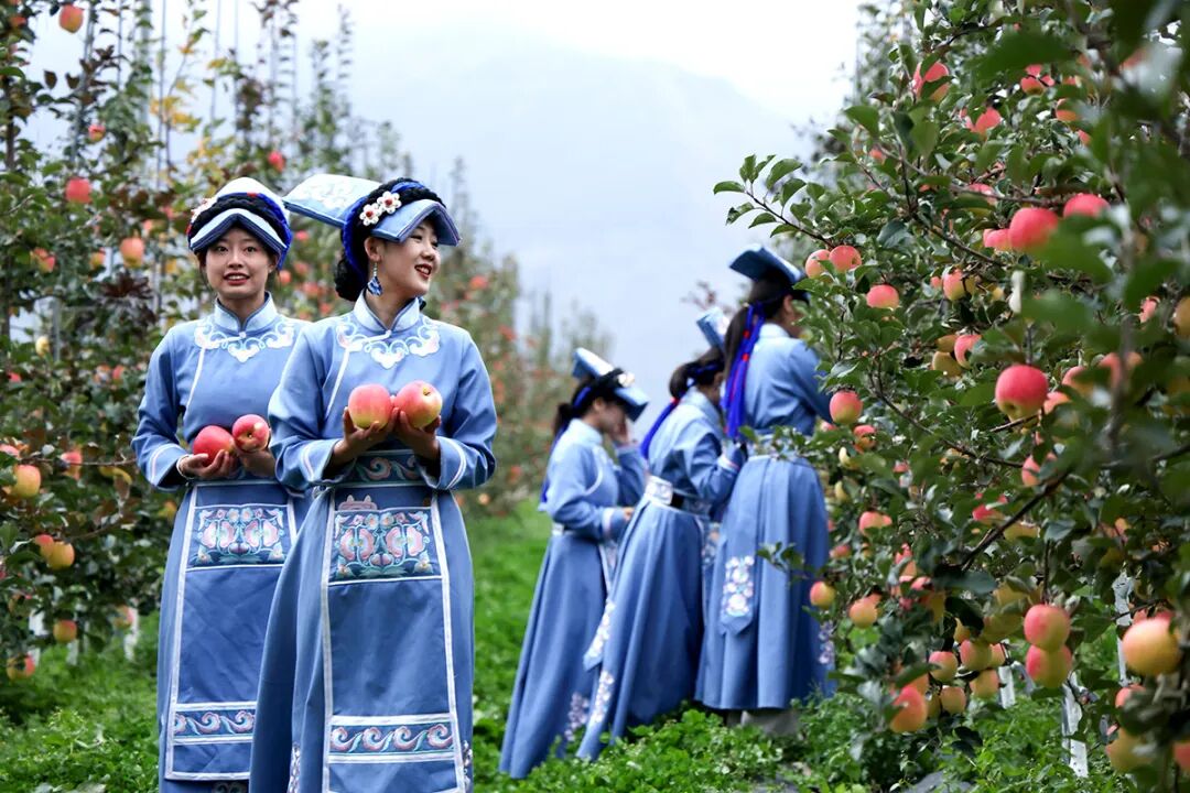 四川茂县:苹果产业助力乡村振兴