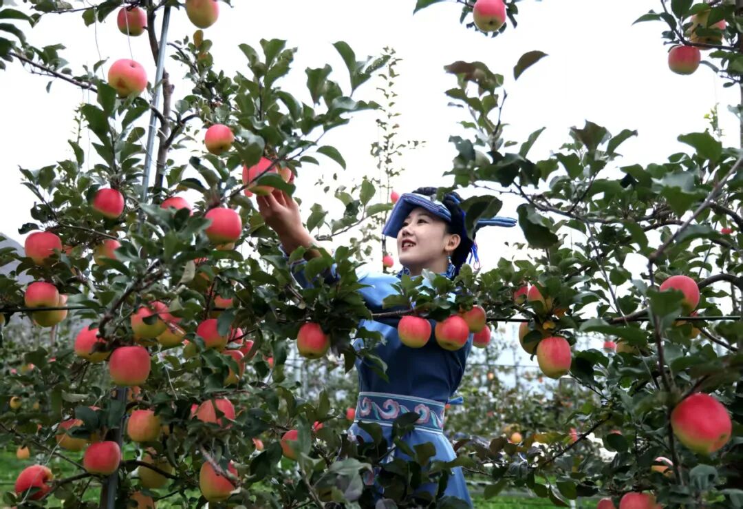 四川茂县:苹果产业助力乡村振兴