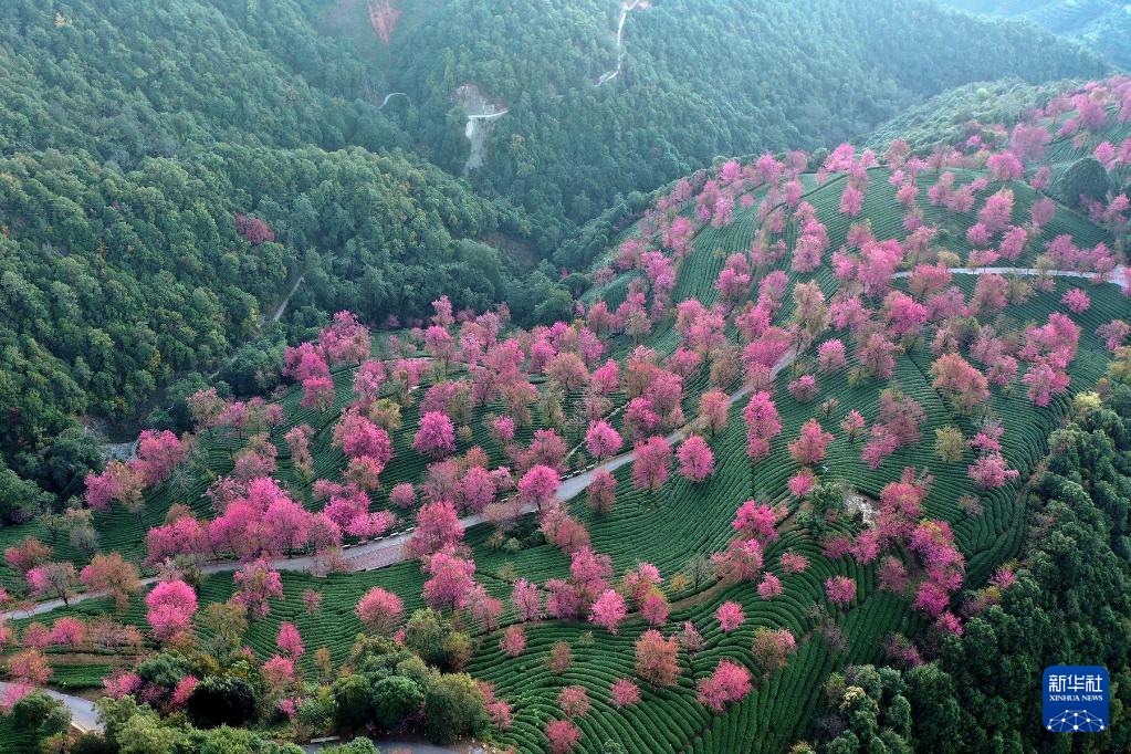 冬樱盛开 黛粉花瓣盛开似锦 冬樱盛开 黛粉花瓣盛开似锦