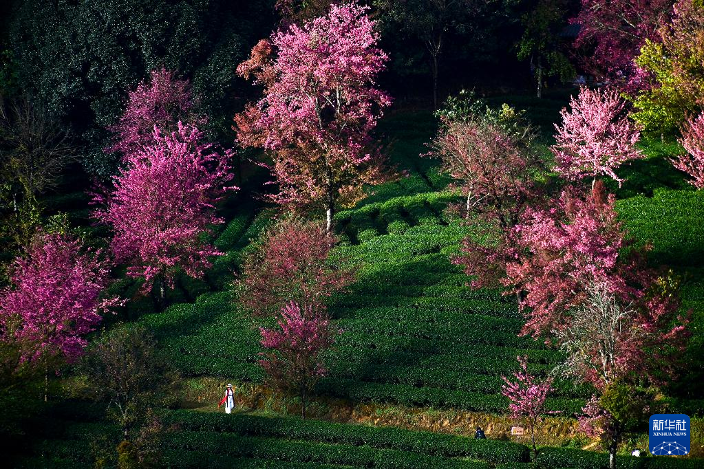 冬樱盛开 黛粉花瓣盛开似锦 冬樱盛开 黛粉花瓣盛开似锦