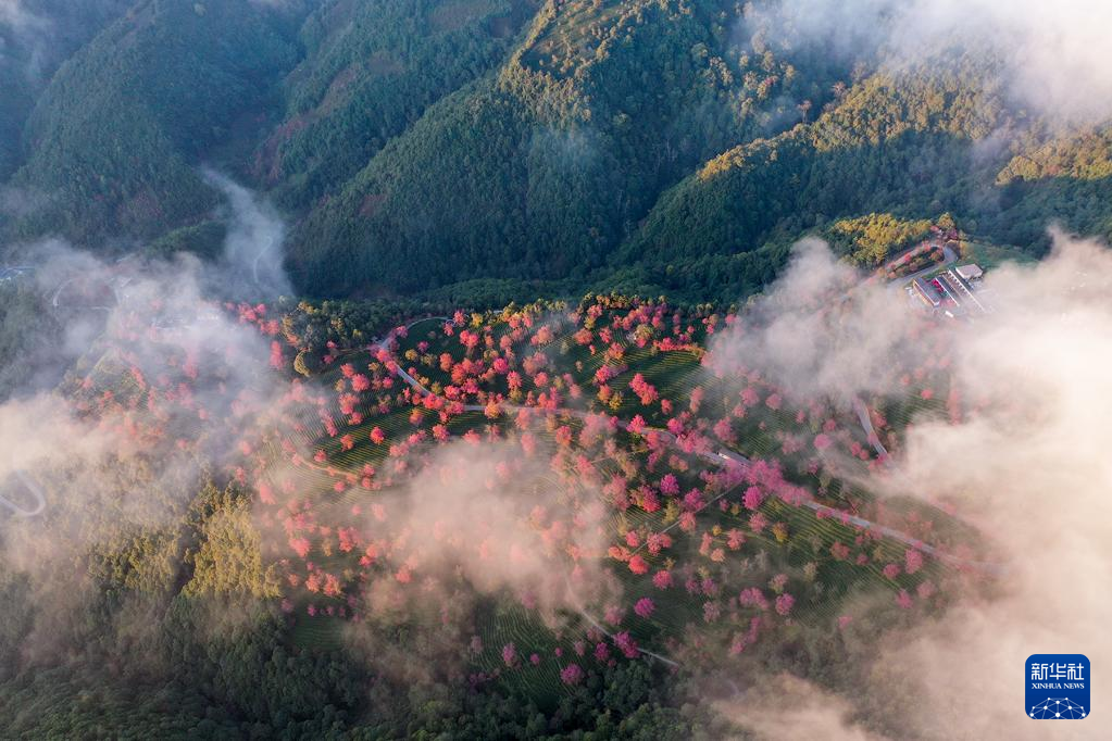 冬樱盛开 黛粉花瓣盛开似锦 冬樱盛开 黛粉花瓣盛开似锦