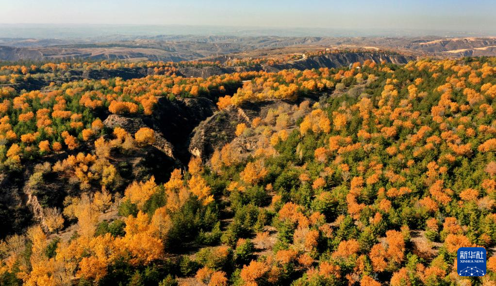 漫山斑斓 层林尽染