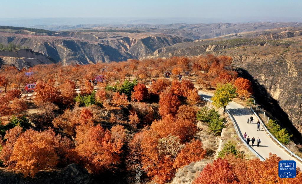 漫山斑斓 层林尽染