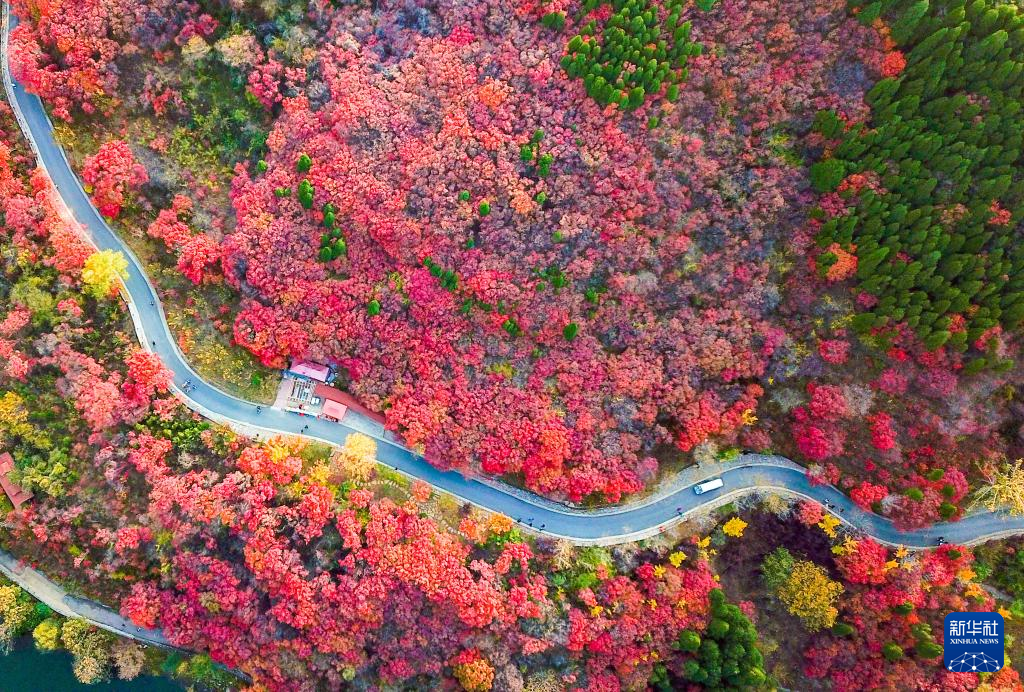 漫山斑斓 层林尽染
