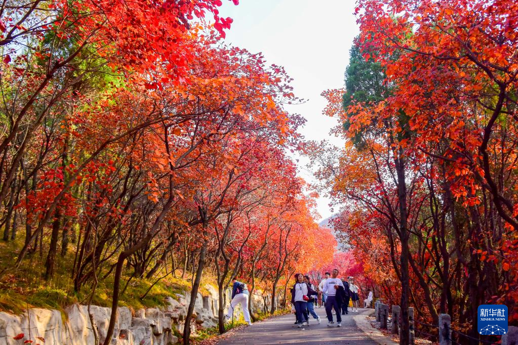 漫山斑斓 层林尽染