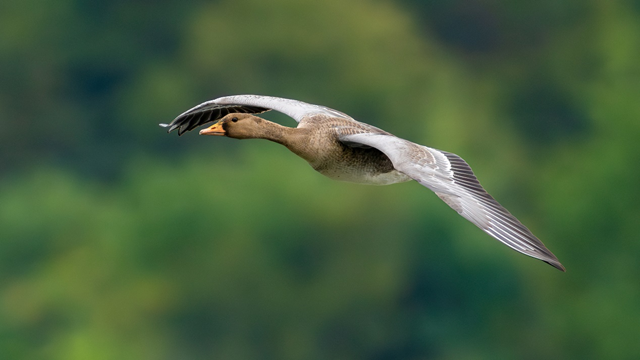 索尼最轻 F2.8 超远摄 G 大师镜头 FE 300mm F2.8 GM OSS 发布 索尼最轻 F2.8 超远摄 G 大师镜头 FE 300mm F2.8 GM OSS 发布